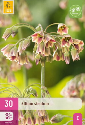 Okrasný bulharský cesnak - Nectaroscordum siculum  akcia