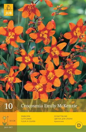 Crocosmia Montbrécia George Davidson   