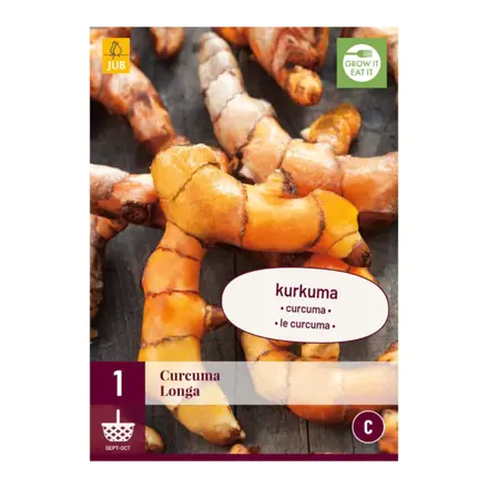Kurkuma - Curcuma longa
