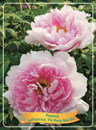 Japanese paeonia Drevitá japonská pivonka svetloružová   dostupná od 15.3