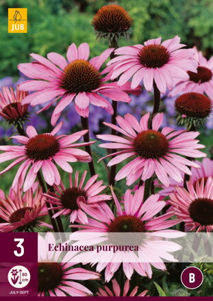 Echinacea  purpurea  