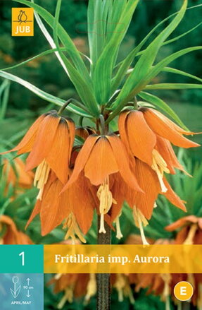 Korunkovka kráľovská - Fritillaria Aurora