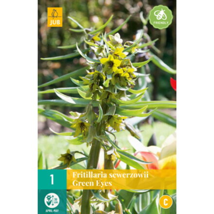 Korunkovka - Fritilaria sewerzowii Green Eyes  