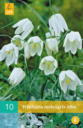 Korunkovka - Fritillaria meleagris alba