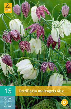 Korunkovka - Fritillaria meleagris zmes farieb