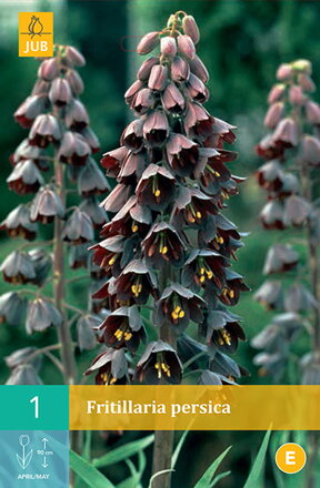 Korunkovka - Fritilaria Persica