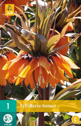 Korunkovka kráľovská - Fritillaria Sunset  