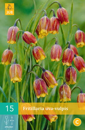 Korunkovka - Fritillaria uva-vulpis