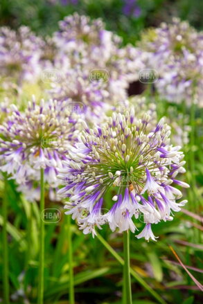 Agapanthus Agapant Fireworks