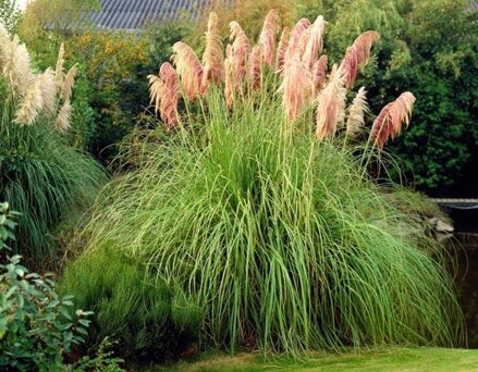 Cortaderia- Kortaderia Selloana  Pink  