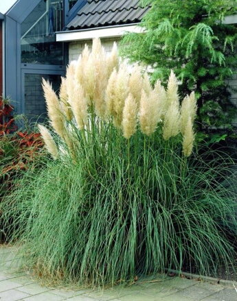 Cortaderia- Kortaderia Selloana  White  