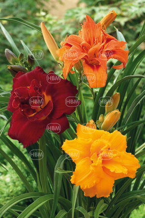 Hemerocallis Ľaliovka zmes farieb