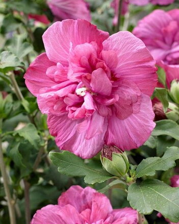 Hibiscus   Ibištek sýrsky  Magenta Chiffon  opäť dostupné na jar 2024