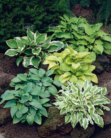 Hosta Funkia  zmes ( 3 ks ) 