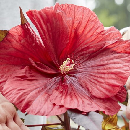 Hibiscus Ibištek mos.  Carousel Geant Red  