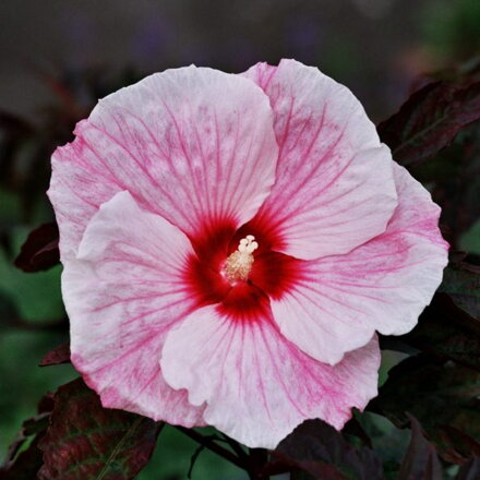 Hibiscus Ibištek mos. Kopper King  
