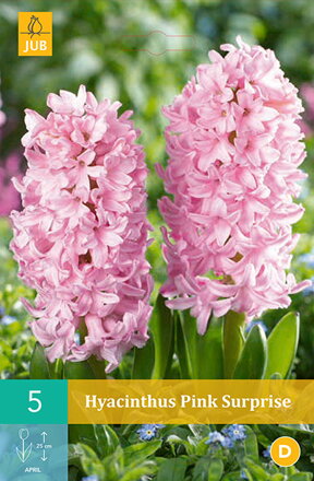 Hyacint Pink Surprise                                                              