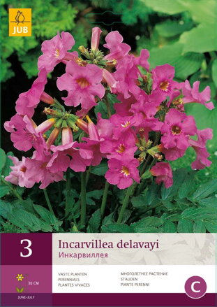 Incarvillea Delavayi  