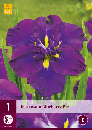 Iris ensata Blueberry Pie                 