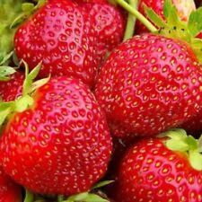 Fragaria Jahody Aromas   zelené sadenice s koreňovým balom