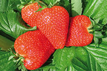 Fragaria Jahody Clery   zelené sadenice s koreňovým balom