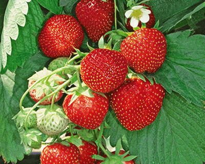 Fragaria Jahody Diamante  zelené sadenice s koreňovým balom