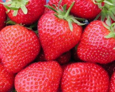 Fragaria Jahody  Florence   zelené sadenice s koreňovým balom
