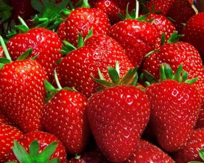 Fragaria Jahody Selva   zelené sadenice s koreňovým balom     