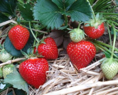 Fragaria Jahody  Rumba   zelené sadenice s koreňovým balom
