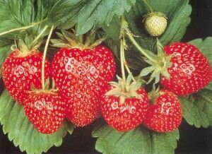 Fragaria  Jahody  Symphony  sadenice  