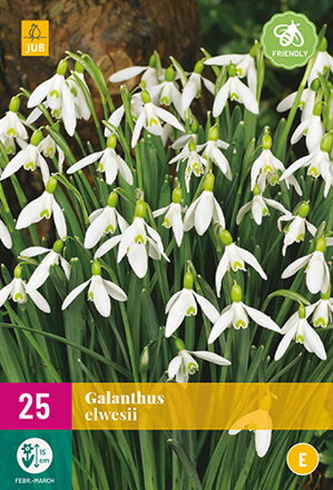 Snežienky - Galanthus elwesii