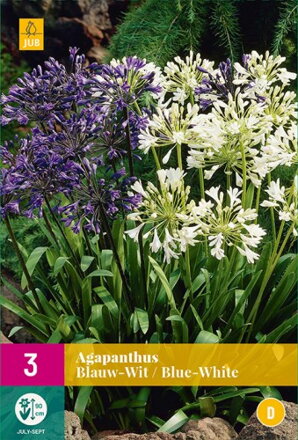 Agapanthus Agapant  Blue/White 