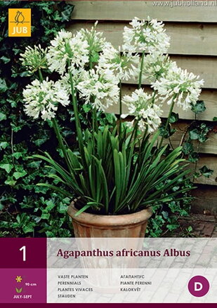 Agapanthus Agapant Africanus Albus  