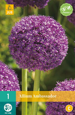 Okrasný cesnak - Allium Ambassador