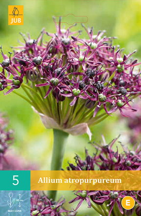 Okrasný cesnak - Allium  atropurpureum