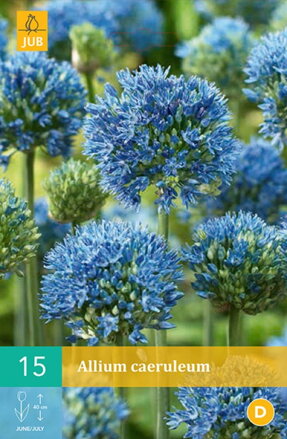 Okrasný cesnak - Allium caeruleum