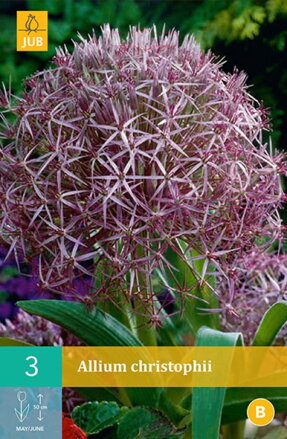 Okrasný cesnak - Allium  christophii
