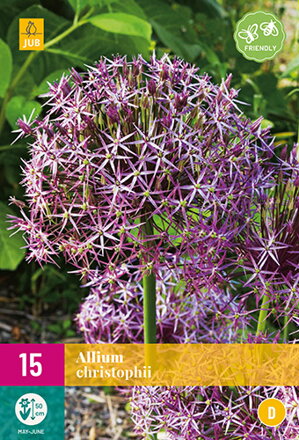 Okrasný cesnak - Allium  christophii