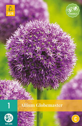 Okrasný cesnak - Allium Globemaster