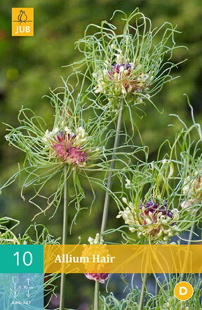 Okrasný cesnak - Allium Hair