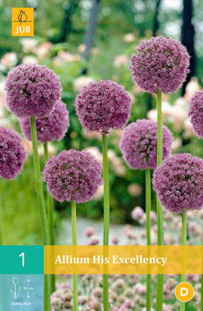 Okrasný cesnak - Allium His Excellency