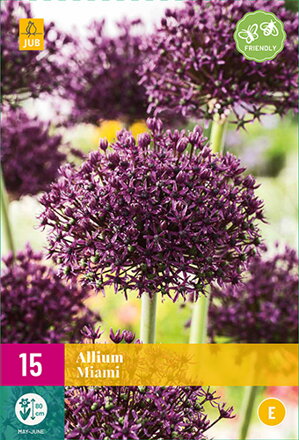Okrasný cesnak - Allium Miami    