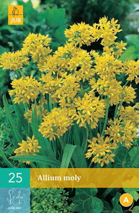 Okrasný cesnak - Allium  moly 
