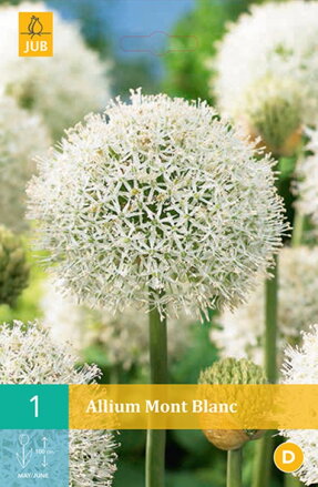 Okrasný cesnak - Allium  Mount Everest