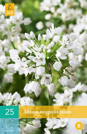 Okrasný cesnak - Allium neapolitanum