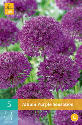 Okrasný cesnak - Allium Purple Sensation