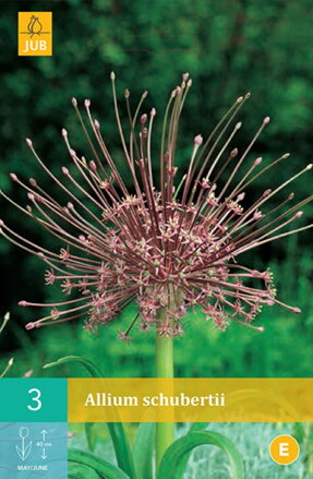 Okrasný cesnak - Allium schubertii