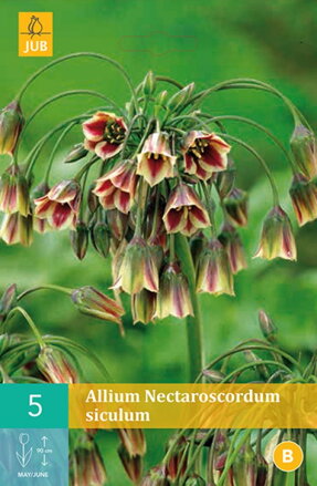 Okrasný bulharský cesnak - Nectaroscordum siculum