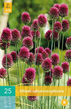 Okrasný cesnak - Allium sphaerocephalon