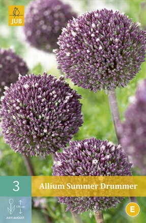 Okrasný cesnak - Allium Summer Drummer